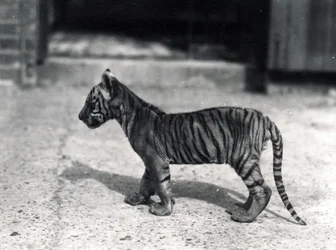 Filhote de tigre em pé, 1914